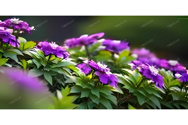 武汉淮海路品茗圣地，这家茶馆你不可不知！